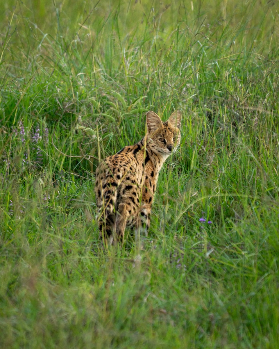 Serval in the Grass