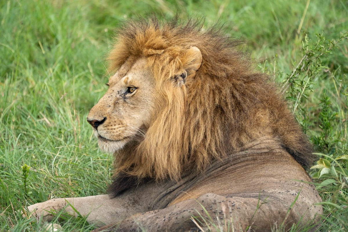 Watchful