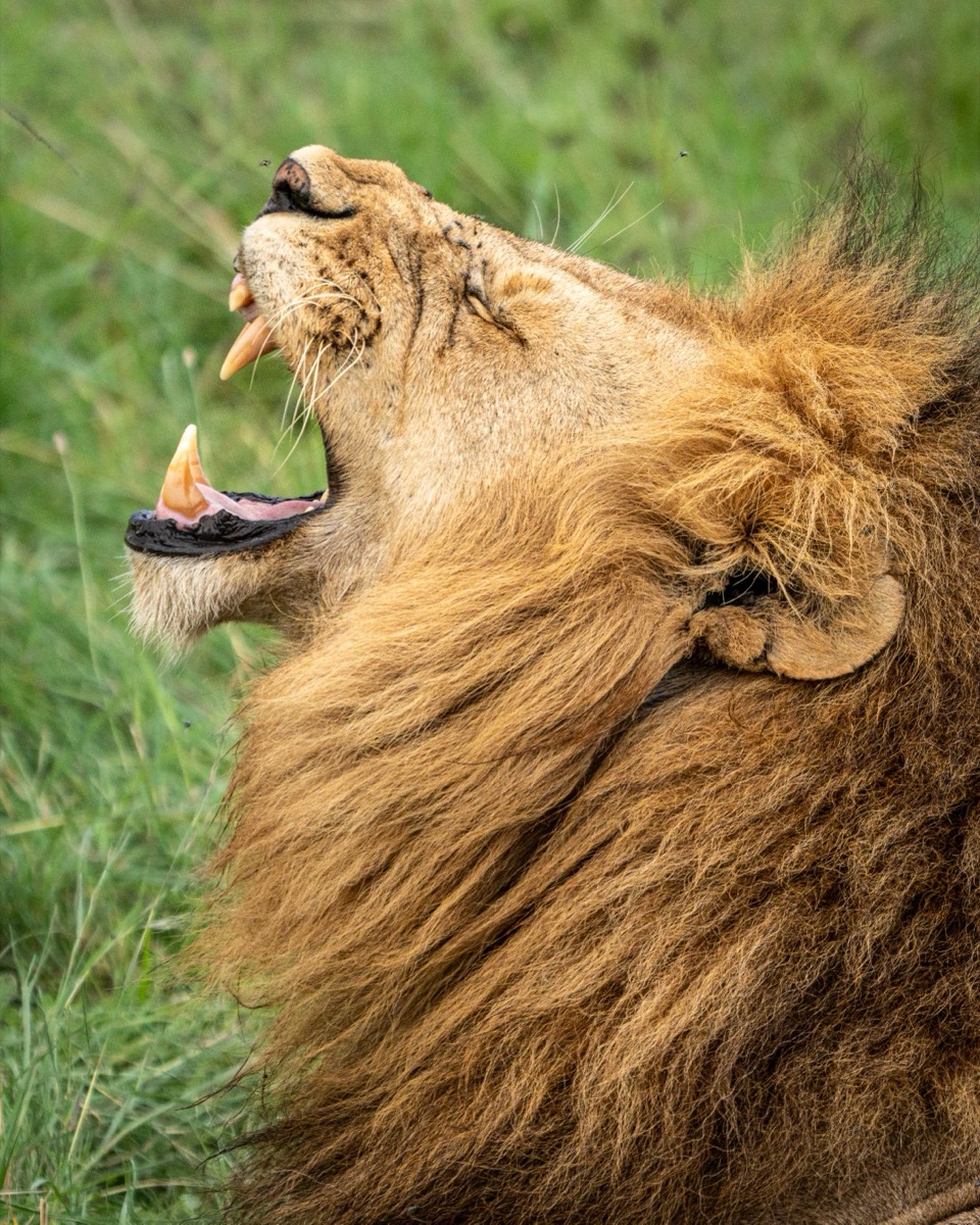 Roar