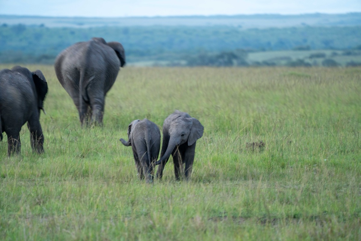 Family Outing