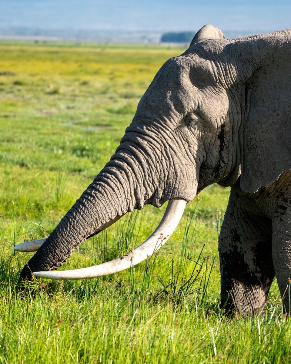 The Tusker