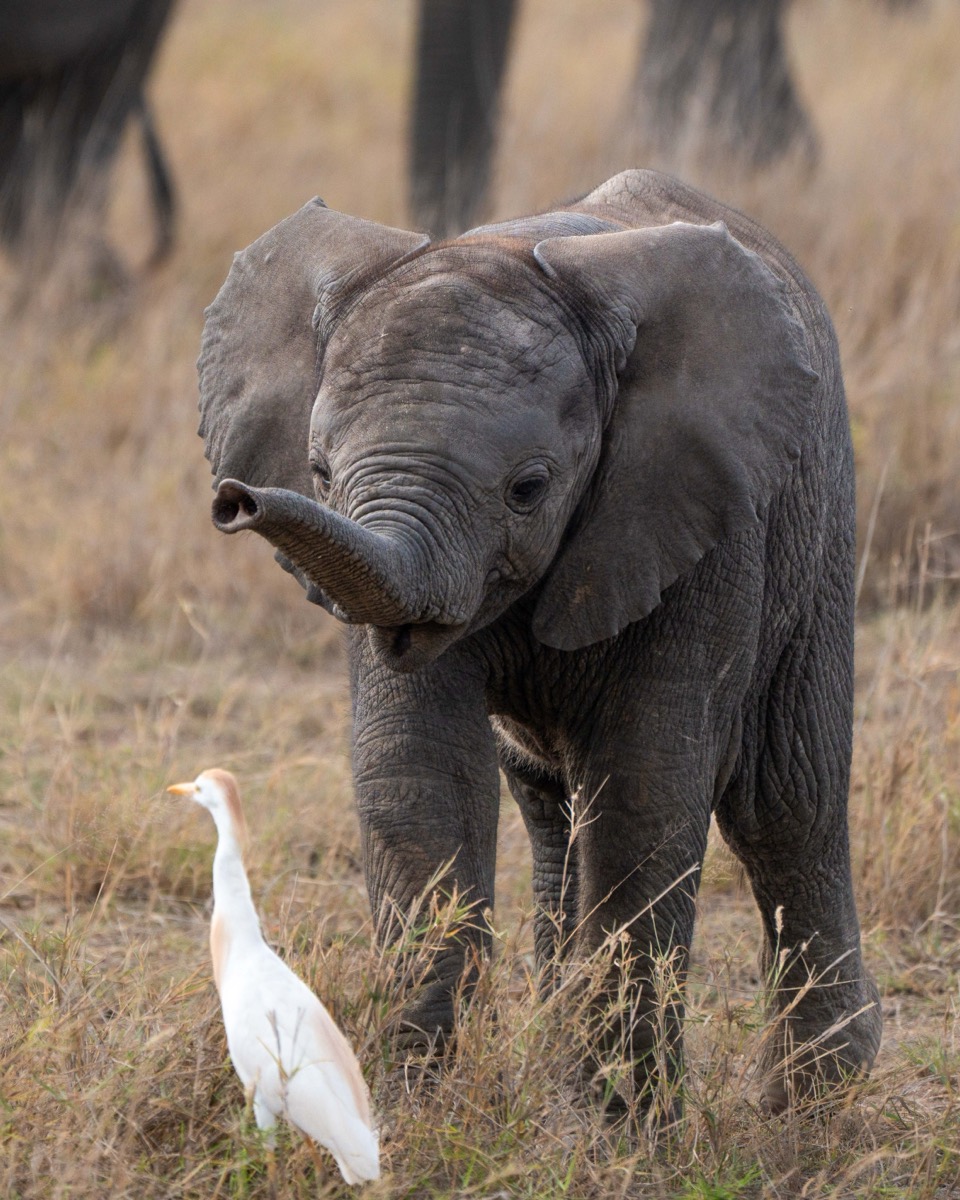 The Calf and the Egret
