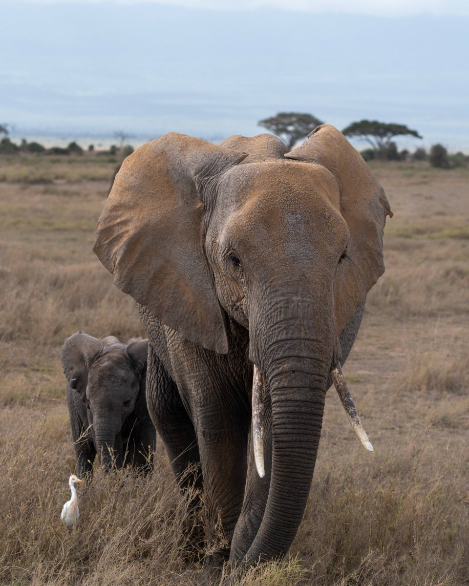 Mother and Calf